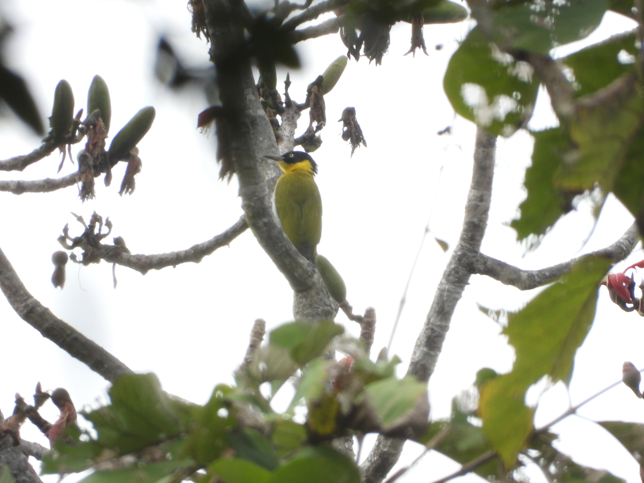 Black-headed Woodpecker (Picus erythropygius), photo 5