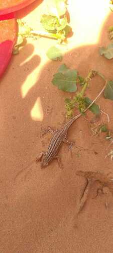 Arnold's Fringe-fingered Lizard