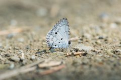 Megisba malaya sikkima