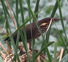 Ixobrychus flavicollis