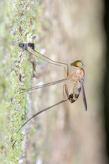 Neurigona squamifera