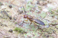 Clusiidae