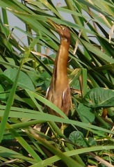 Ixobrychus cinnamomeus