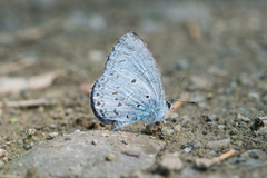 Celastrina lavendularis