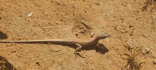 Bosc’s Fringe-toed lizard