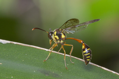 Eustenogaster micans