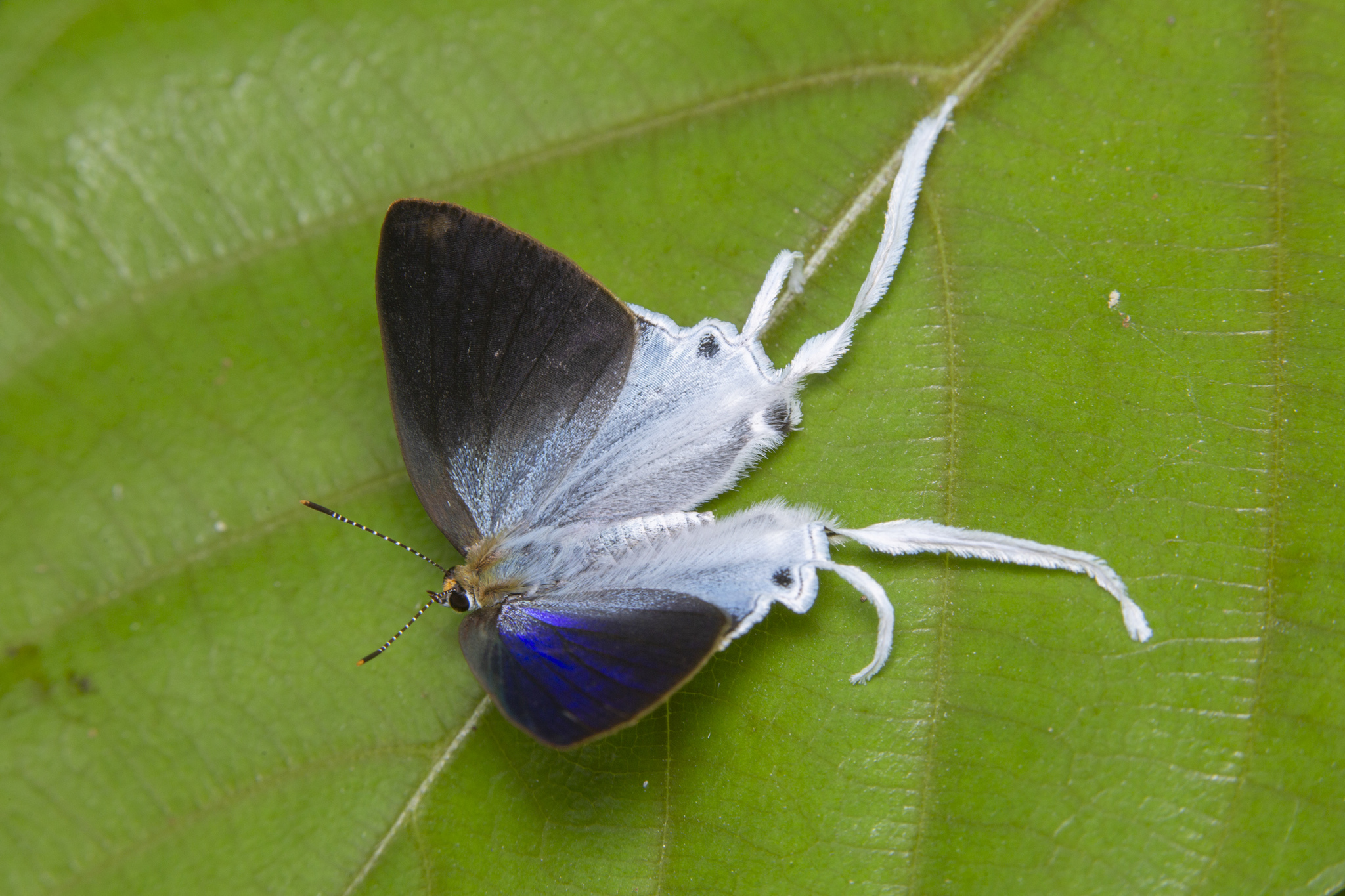 Butterflies of the Indian subcontinent - Zeltus amasa