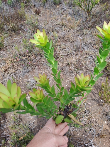 Image of Leucadendron elimense by (c) Eugene Hahndiek, some rights reserved (CC BY-SA)