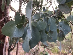 Eucalyptus polyanthemos