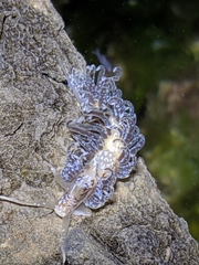 Spurilla braziliana