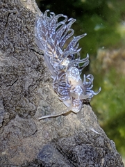 Spurilla braziliana