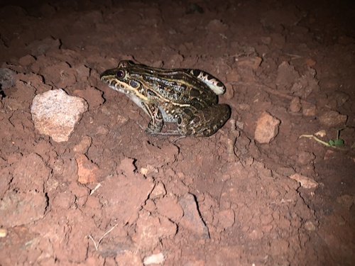 Wrestler Frog