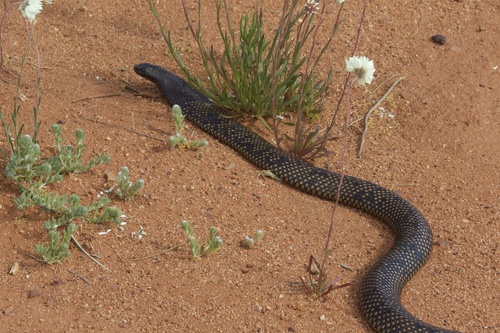 Photo of a Butler's Snake (Pseudechis butleri)