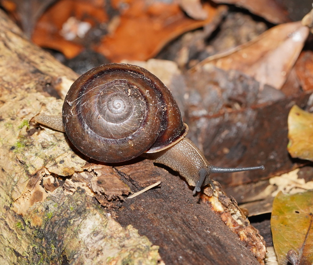 Dorrigo Rainforest Snail