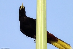 Psarocolius decumanus