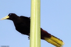 Psarocolius decumanus