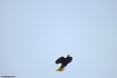 Psarocolius decumanus