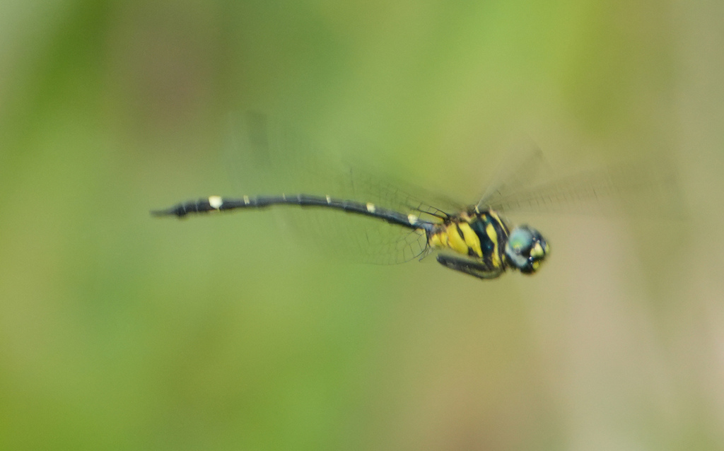 Slender Tigertail