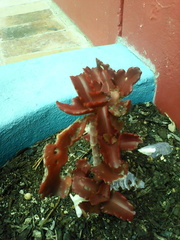 Kalanchoe sexangularis
