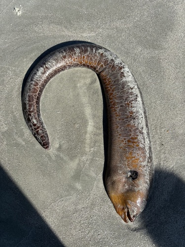 Stout moray (Muraena robusta) — Muraenidae — 3