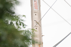 Pycnonotus sinensis formosae