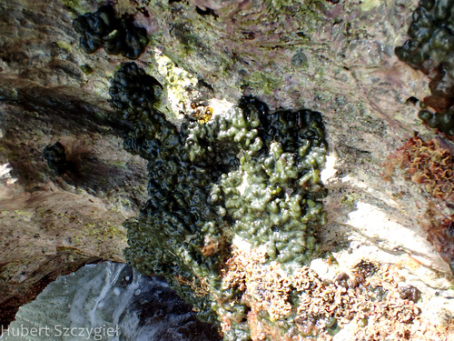 Codium arabicum observed 2024-01-07