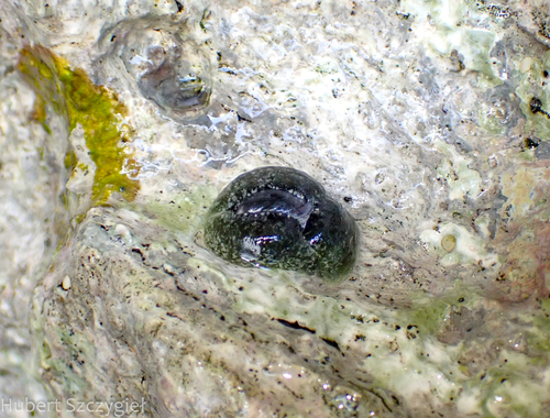 Smaragdinella calyculata observed 2024-01-07