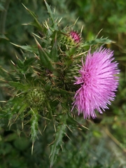 Cirsium japonicum australe