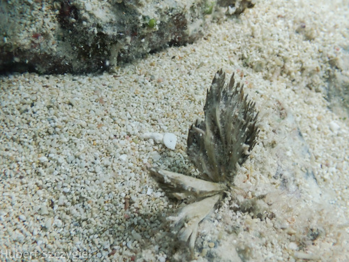 Symploca hydnoides, 2024-01-07