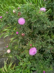 Cirsium japonicum australe