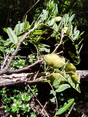 Pongamiopsis pervilleana image