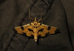 Nacoleia insolitalis