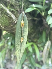 Lepanthes mucronata