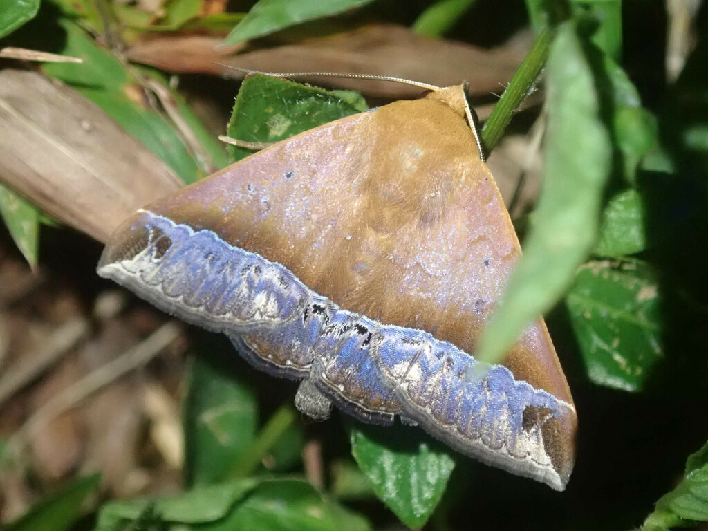 Delgamma pangonia (Delgamma pangonia)