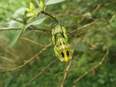 Brahmaea wallichii insulata