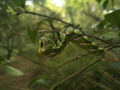 Brahmaea wallichii insulata