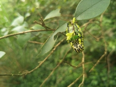 Brahmaea wallichii insulata