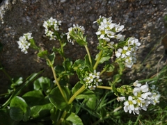 Cochlearia officinalis
