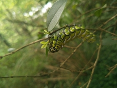 Brahmaea wallichii insulata