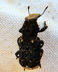 Platyrhinus resinosus