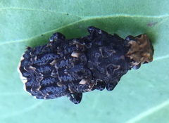 Platyrhinus resinosus