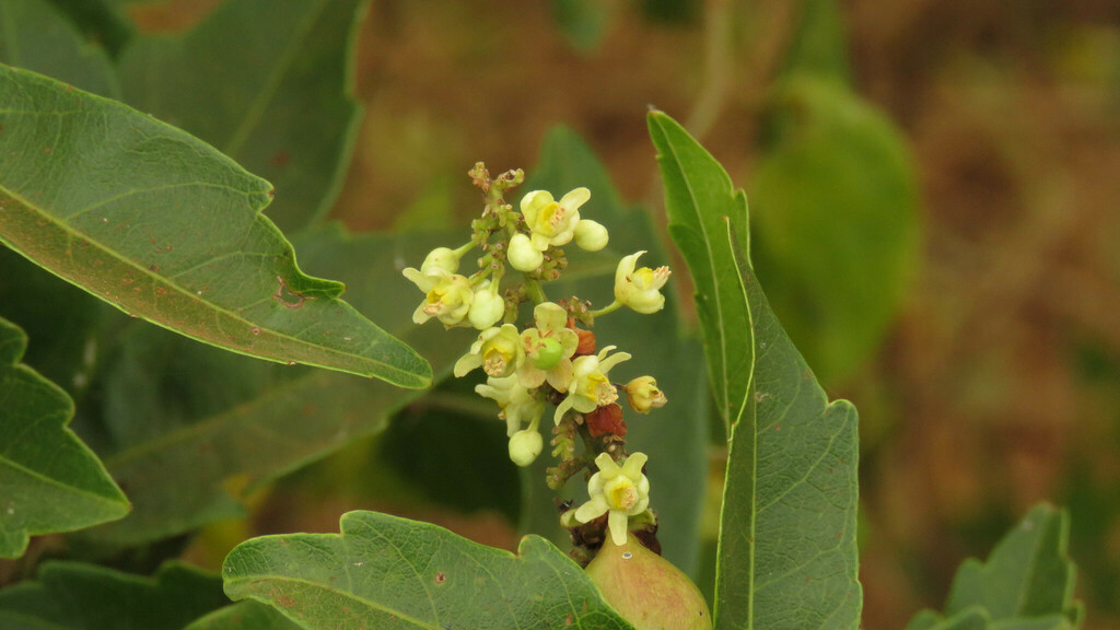 Paullinia elegans (Paullinia elegans)