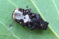 Platyrhinus resinosus