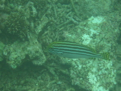 Plectorhinchus lessonii