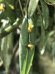 Lepanthes mucronata