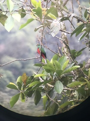 Pharomachrus antisianus