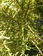 Acanthoxyla geisovii