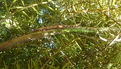 Acanthoxyla geisovii