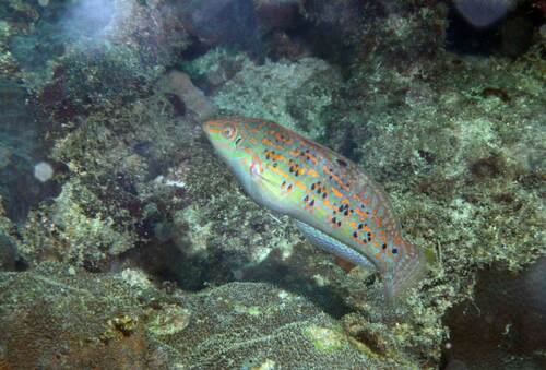Timor wrasse (Halichoeres timorensis) — Labridae — 5
