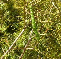 Acanthoxyla geisovii